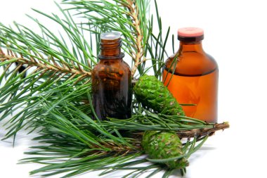Beyaz arka planda çam dalları üzerinde taze yeşil koni bulunan çam yağı ve tentüründen bir şişe. Aromaterapi, spa ve bitkisel ilaçlar.
