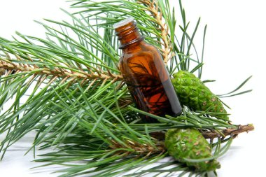 Bir şişe çam yağı ve beyaz arka planda çam dalları üzerinde genç yeşil koniler. Aromaterapi, spa ve bitkisel ilaçlar.