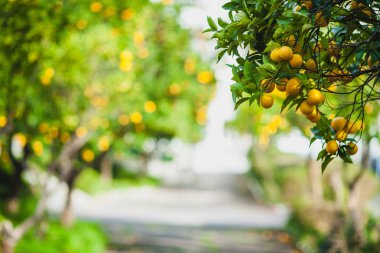 Parkta portakal ağaçları