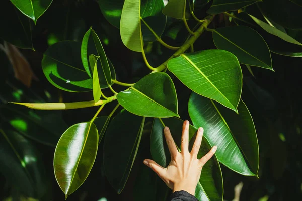 ficus üzerinde palmiye yaprakları