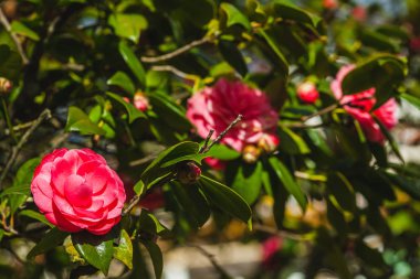 camelia ağacı, çiçeği