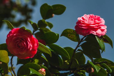 camelia ağacı, çiçeği