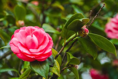 camelia ağacı, çiçeği