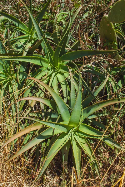 Divoká Aloe Slunečný Den — Stock fotografie