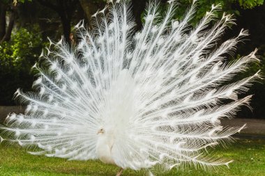 yerde beyaz bir tavuskuşu