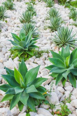 çiçek yatağında yeşil bitkiler