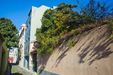 mandalina ağacı ile küçük bir sokak