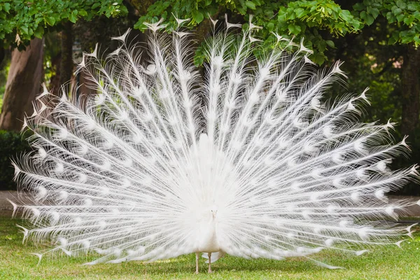 yerde beyaz bir tavuskuşu