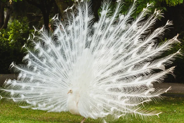 yerde beyaz bir tavuskuşu