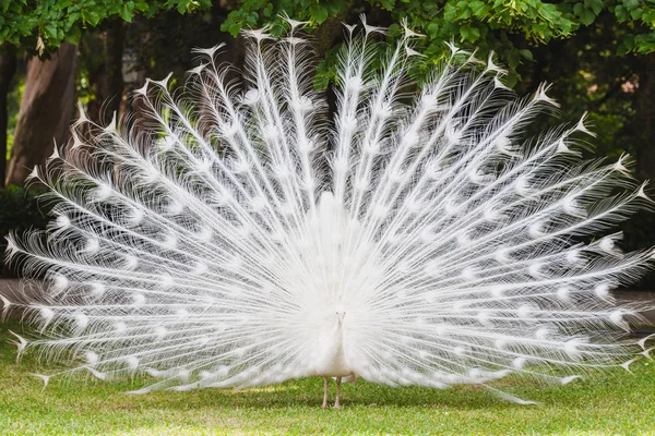 yerde beyaz bir tavuskuşu