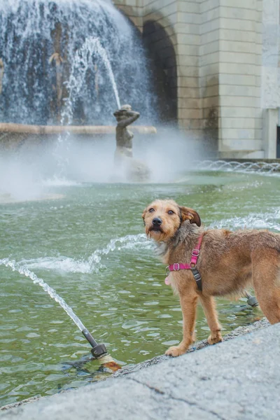 Alameda meydanında büyük bir çeşme