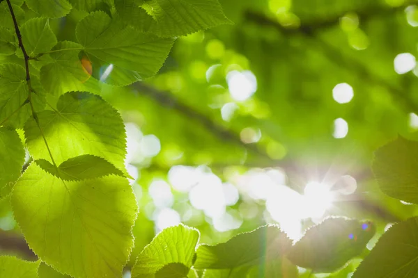 Sonne Durch Die Grünen Blätter — Stockfoto
