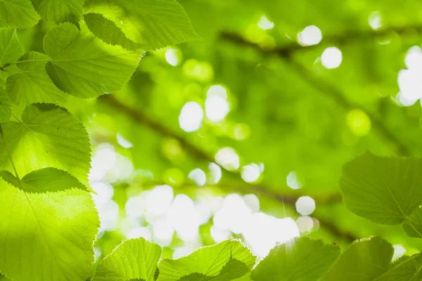 Солнце Сквозь Зеленые Листья — стоковое фото