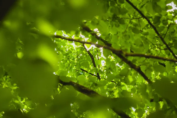 Sol Através Das Folhas Verdes — Fotografia de Stock