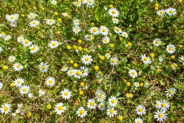 Çimlerde papatyalar