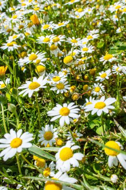 Çimlerde papatyalar