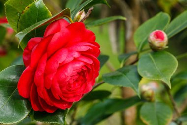 japon kamelya çiçekleri