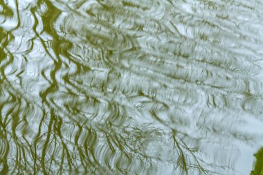 ağaçlar su yansıması