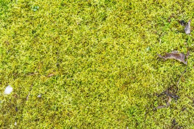 parkta bir yosun doku