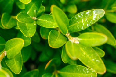 bir çalı yeşil leeves