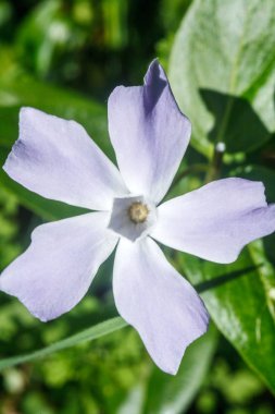 güneşte periwinkle çiçekleri