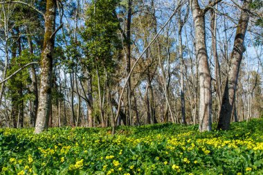 Orman baharda arge çiçekli akşam çuha çiçeği dolu
