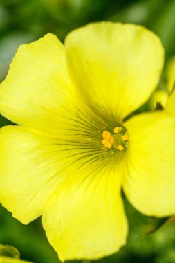 büyük çiçekli akşam çuha çiçeği çiçekleri