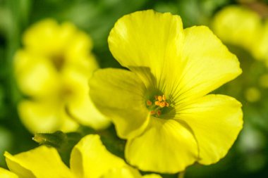 büyük çiçekli akşam çuha çiçeği çiçekleri