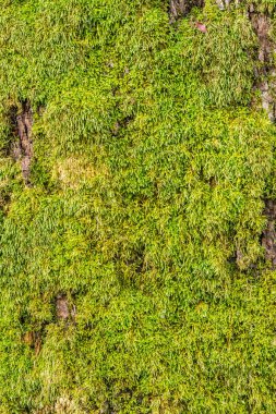 yosun kaplı ağaç kabuğu