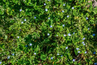 Portekiz'de ilkbaharda çim küçük mavi çiçekler