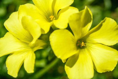 büyük çiçekli akşam çuha çiçeği çiçekleri