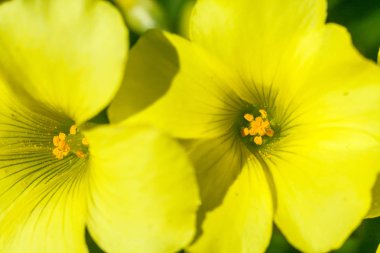 büyük çiçekli akşam çuha çiçeği çiçekleri