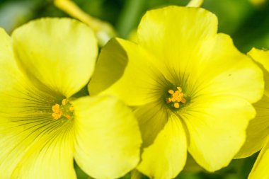 büyük çiçekli akşam çuha çiçeği çiçekleri