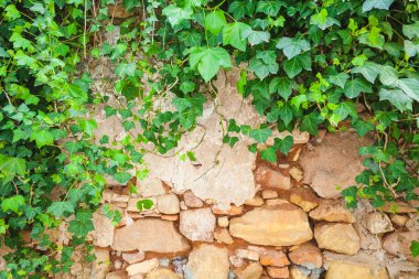 eski taş duvar sokakta bir sürünen bitki ile kaplı