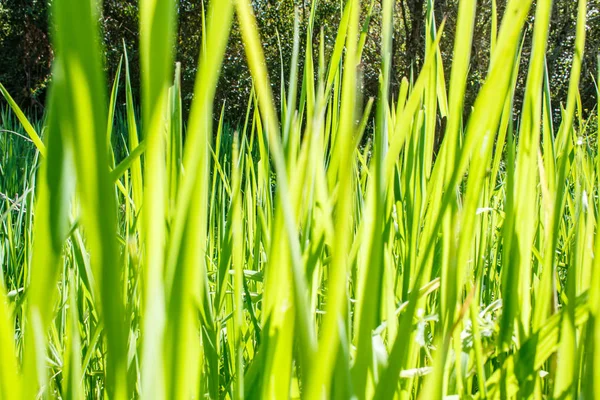 Трава Свете Солнца — стоковое фото