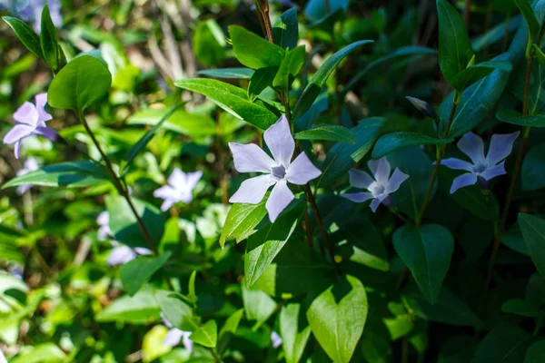 güneşte periwinkle çiçekleri
