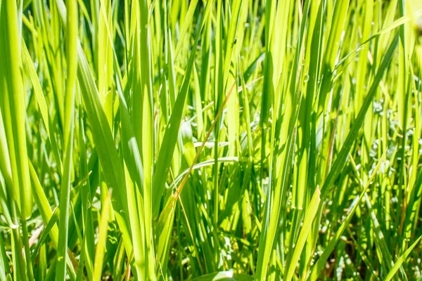 Grass Light Sun — Stock Photo, Image