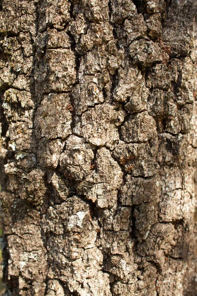 コルクオークの樹皮の質感 — ストック写真