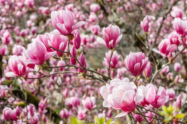 parkta Çin manolya sı