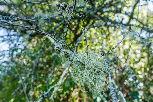 Lichen Branch Sunny Day — Stock Photo, Image