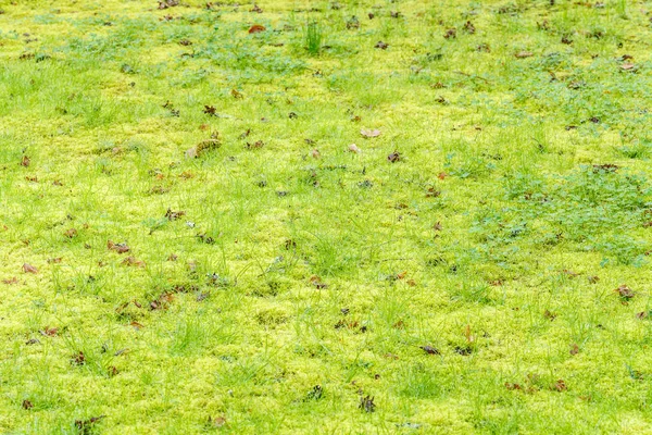 Texture Moss Park — Stock Photo, Image