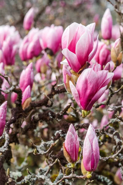 parkta Çin manolya sı