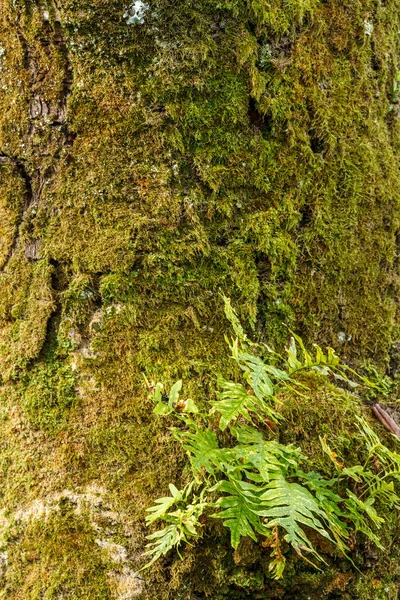 Кора Дерева Покрита Мохом — стокове фото