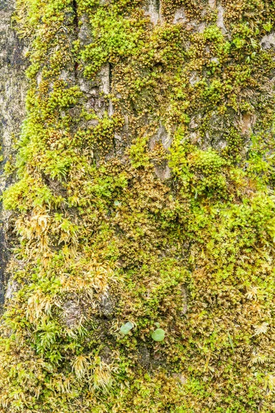 Yosun Kaplı Ağaç Kabuğu — Stok fotoğraf