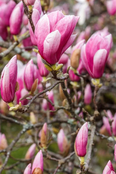 parkta Çin manolya sı