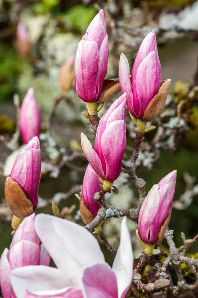 Blossoms Chinese Magnolia Park — Stock Photo, Image