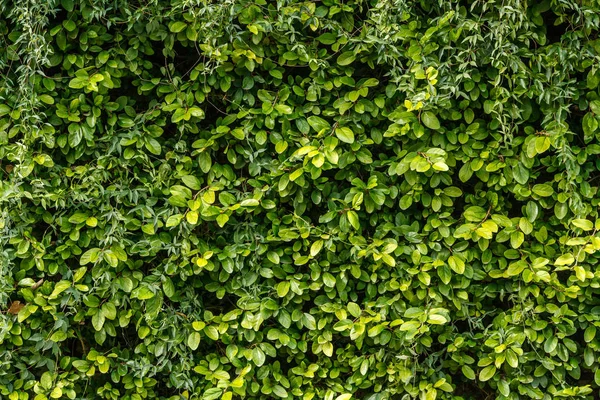 Текстура Зеленої Повзучої Рослини Парку — стокове фото