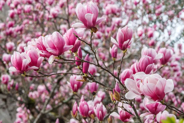parkta Çin manolya sı