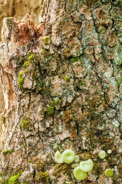 Кора Дерева Покрита Мохом — стокове фото