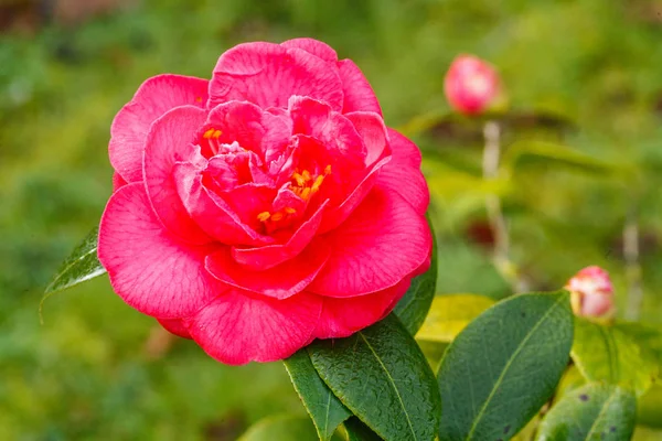 Квіти Японської Камелії Денному Світлі — стокове фото